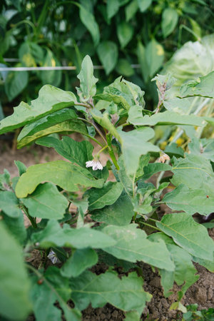 Flowers and fruits of eggplant among green leaves. Unripe pepper. Organic concept. Vegetables grown at home.の写真素材