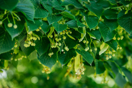 Linden flowers and buds. Close-up of linden flowers on a sunny day, bright and juicy blurred linden...