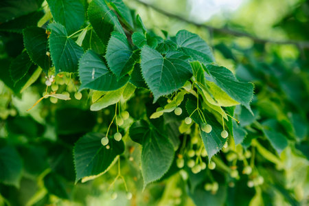 Linden flowers and buds. Close-up of linden flowers on a sunny day, bright and juicy blurred linden...