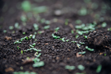 Seed shoots on the beds. Small plant sprouts. Micro-green. Healthy vegetables and herbs. Agriculture...
