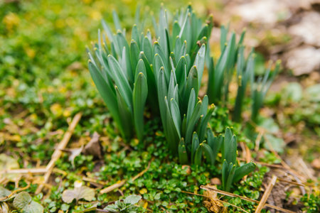 Shoots of a narcissus flower. Green, small stems come out of the ground. Spring flower.