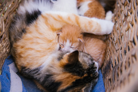The cat lies in the basket and feeds the kittens. Newborn kittens. Kittens in their natural habitat....