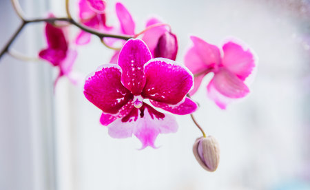 Pink flower and leaves of the phalaenopsis orchid in a flower pot on the windowsill in the house. Care of a houseplant.の写真素材