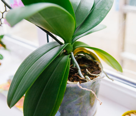 Close-up of the roots and leaves of the phalaenopsis orchid in a flower pot on the windowsill in the house.の写真素材