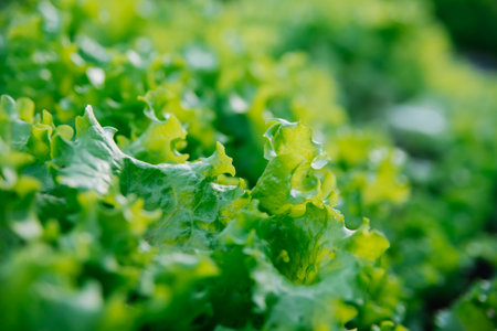Green lettuce leaves in the garden. Natural background and texture. Organic farm. Healthy eating. Foods rich in vitamins. Agricultural industry.の写真素材