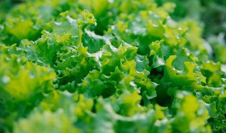 Green lettuce leaves in the garden. Natural background and texture. Organic farm. Healthy eating....