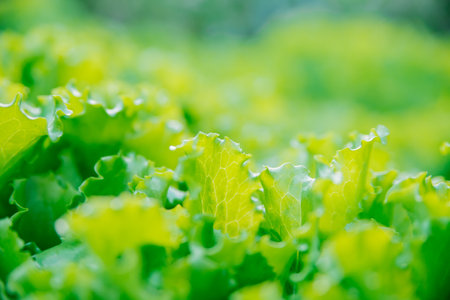 Green lettuce leaves in the garden. Natural background and texture. Organic farm. Healthy eating. Foods rich in vitamins. Agricultural industry.の写真素材