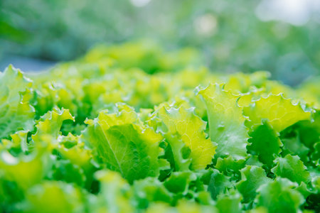 Green lettuce leaves in the garden. Natural background and texture. Organic farm. Healthy eating....