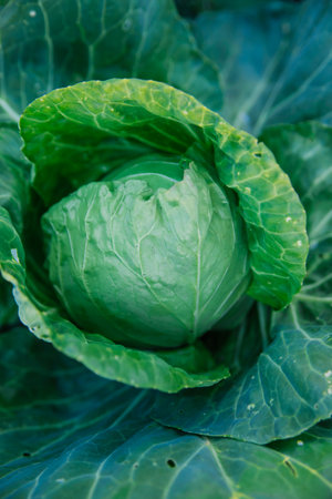 Green fresh cabbage grows in the garden. Large cabbage leaves are wet from the rain. Gardening and...