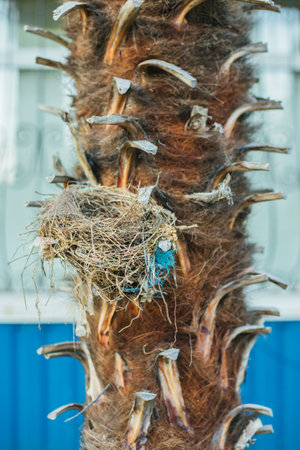 Close-up of the trunk of a palm tree. The texture of the tree bark. Natural material. A bird's nest is attached to the trunk.の写真素材