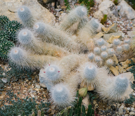 A houseplant. A large prickly cactus in the shape of long stems. Natural background. Abstract texture.の写真素材