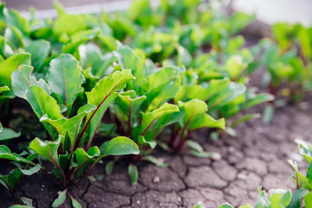 Red beetroot, fresh sprouts and young leaves in the garden. Vegetables, herbs and micro-greens. Also...