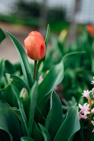 Beautiful tulips in a flower bed in the garden. The blossoming buds of spring flowers. Beauty is in...