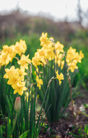 Beautiful yellow flowers in the garden. Daffodils grow in a bush with bright flowers. A sunny day.