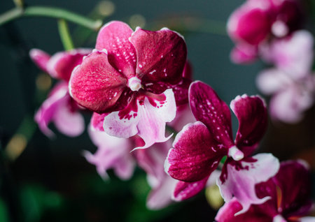 Pink flower and leaves of phalaenopsis orchid in the house. Caring for a houseplant.