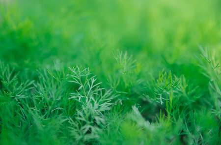 Green dill leaves in the garden. Organic farm. Healthy eating. Foods rich in vitamins. Agricultural industry. Natural background. Fragrant seasoning.の写真素材