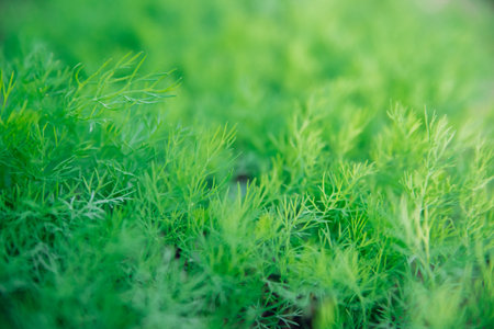 Green dill leaves in the garden. Organic farm. Healthy eating. Foods rich in vitamins. Agricultural industry. Natural background. Fragrant seasoning.の写真素材