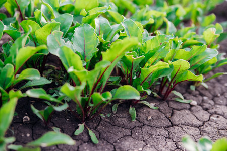 Red beetroot, fresh sprouts and young leaves in the garden. Vegetables, herbs and micro-greens. Also...