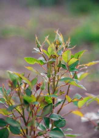 A green, young rose bush. The closed buds have not yet opened. Flower bed decoration. Gardening.の写真素材