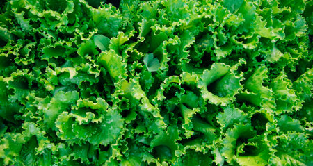 Green lettuce leaves in the garden. Natural background and texture. Organic farm. Healthy eating. Foods rich in vitamins. Agricultural industry.の写真素材