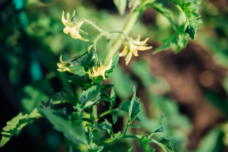 Young tomatoes in the garden. Tomato bushes are blooming. Growing vegetables in rural areas. Care and treatment of plants. Future harvest.の写真素材