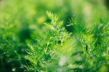 Green dill leaves in the garden. Organic farm. Healthy eating. Foods rich in vitamins. Agricultural industry. Natural background. Fragrant seasoning.の写真素材