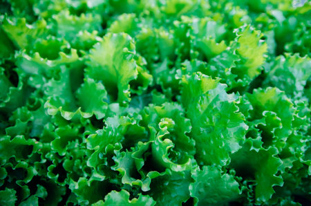 Green lettuce leaves in the garden. Natural background and texture. Organic farm. Healthy eating. Foods rich in vitamins. Agricultural industry.の写真素材