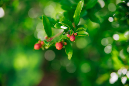 A closed pomegranate flower on a tree branch. Green foliage. A bush of a thermophilic plant. Garden.の写真素材