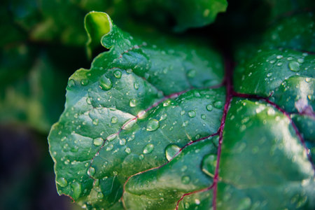 Green beet leaves with red stems. Beets in the garden. Young beets in the spring.の写真素材