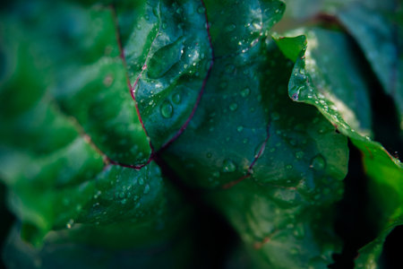Green beet leaves with red stems. Beets in the garden. Young beets in the spring.の写真素材