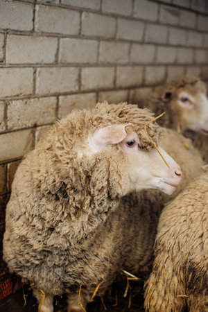 A group of sheep is standing in a barn. Farming, sheep breeding.の写真素材