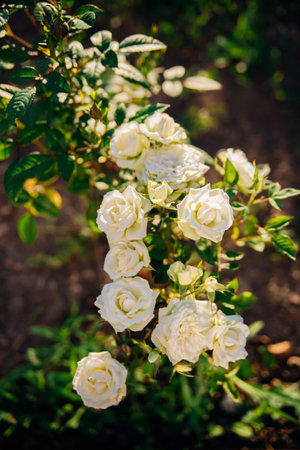 A white rose on a bush in the summer garden. Juicy bright greenery, blurred background. Beauty is in nature. A blooming flower.の写真素材