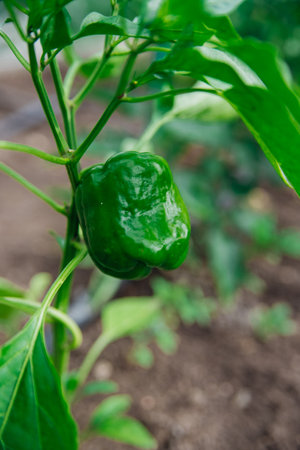 Green bell pepper in the garden. Unripe pepper. Organic concept. Vegetables grown at home.の写真素材