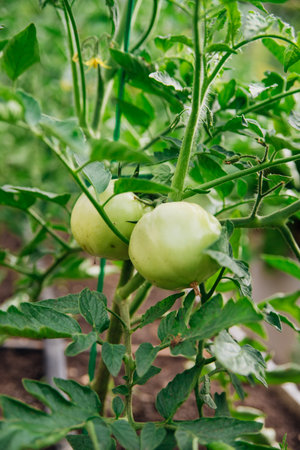 Beds with green tomatoes. Greenhouse with tomato bushes. Green seedlings. Agriculture and farming.