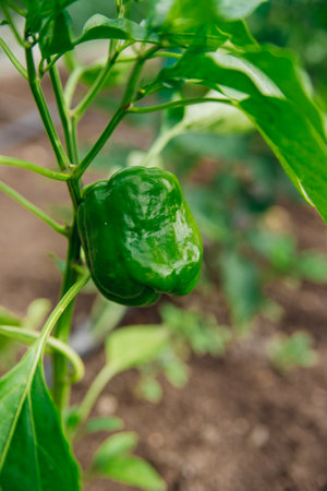 Green bell pepper in the garden. Unripe pepper. Organic concept. Vegetables grown at home.の写真素材