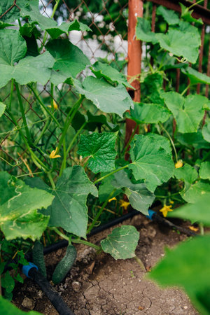 A blooming cucumber with yellow flowers in a greenhouse. Small and fresh cucumbers. Agricultural industry. Natural background. Growing vegetables.の写真素材