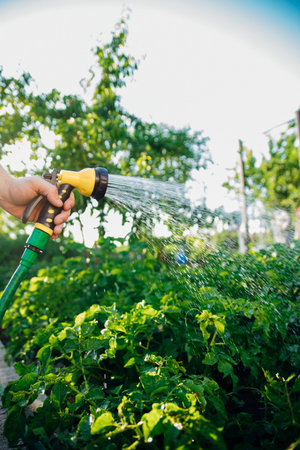 A farmer with a watering hose and a sprayer waters vegetables in the garden on a sunny summer day. Sprinkler hose for watering plants. The concept of gardening, growing and caring for vegetables and flowers.の写真素材