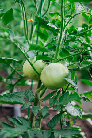 Beds with green tomatoes. Greenhouse with tomato bushes. Green seedlings. Agriculture and farming.の写真素材