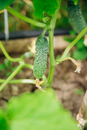 A blooming cucumber with yellow flowers in a greenhouse. Small and fresh cucumbers. Agricultural industry. Natural background. Growing vegetables.の写真素材