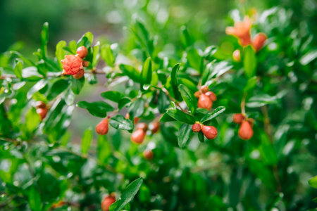 A closed pomegranate flower on a tree branch. Green foliage. A bush of a thermophilic plant. Garden.の写真素材