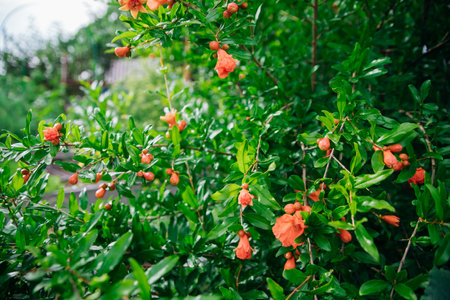 A closed pomegranate flower on a tree branch. Green foliage. A bush of a thermophilic plant. Garden.の写真素材