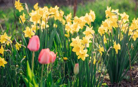 Beautiful yellow flowers in the garden. Daffodils grow in a bush with bright flowers. A sunny day.の写真素材