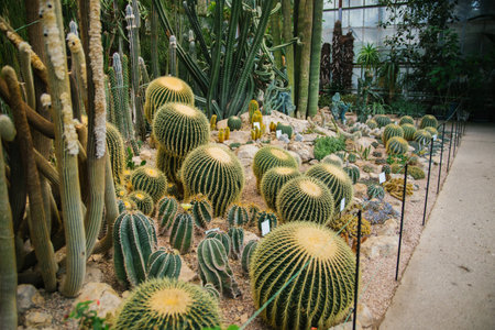 A houseplant. A large prickly cactus in the shape of a ball. Natural background. The texture of rows of thorns. Abstract texture.の写真素材
