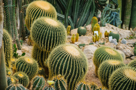 A houseplant. A large prickly cactus in the shape of a ball. Natural background. The texture of rows of thorns. Abstract texture.の写真素材