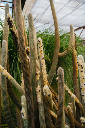 A houseplant. A large prickly cactus in the shape of long stems. Natural background. Abstract texture.の写真素材