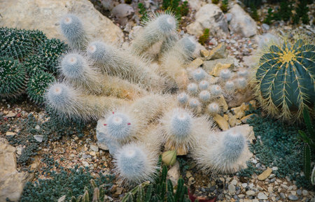 A houseplant. A large prickly cactus in the shape of long stems. Natural background. Abstract texture.の写真素材