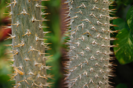 A houseplant. A large prickly cactus in the shape of long stems. Natural background. Abstract texture.の写真素材