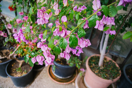 Blooming Bougainvillea in a flower pot in the botanical garden. Pink little flowers. An exotic evergreen plant.の写真素材