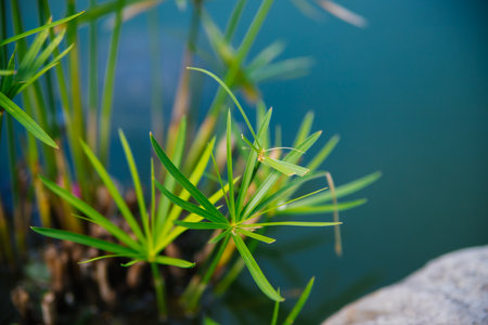 Large palm leaves close-up. Bright sunny day. The concept of relaxing on the beach. Summer background.の写真素材