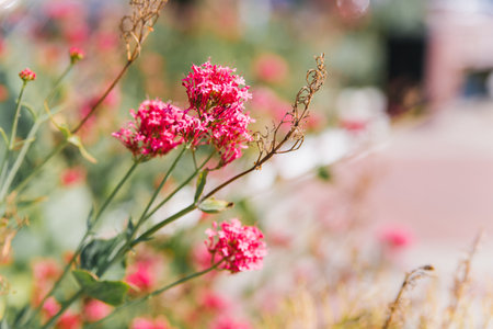 Valerian red centrantus. A bush in a city flower bed. Selective focus. Natural background.